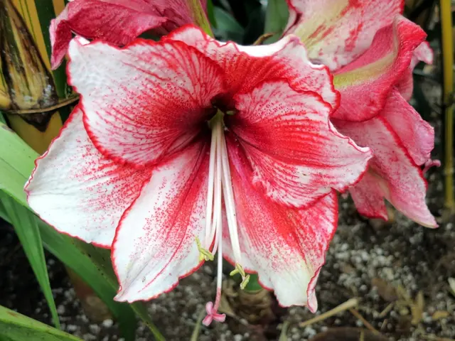 Selecting the Ideal Soil Mix for Self-Watering Planters: A Guide to Achieving Planting Success