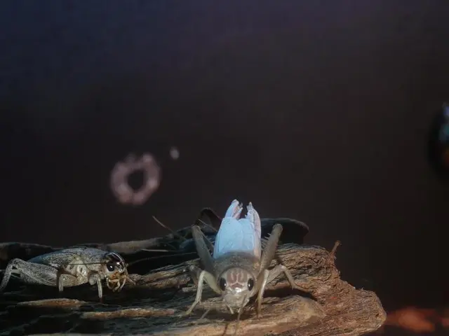 Caution Issued over Caterpillars on Oak Trees by Local Authority