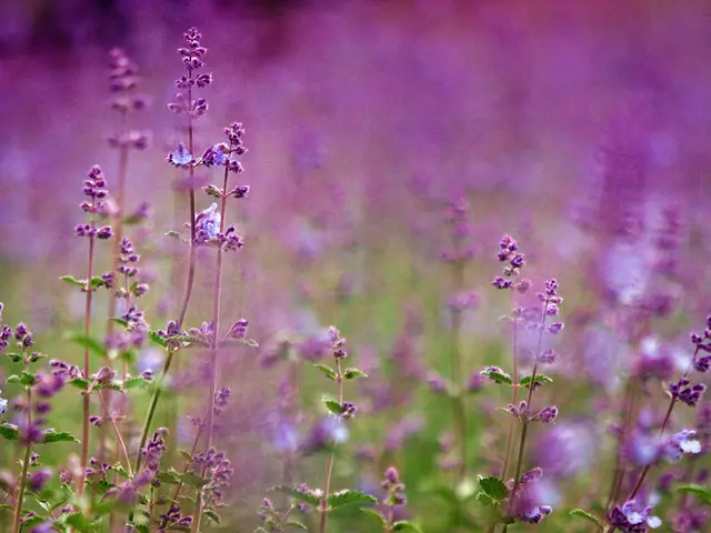Essential Facts About Lavender Soil: Understanding Its Essential Characteristics