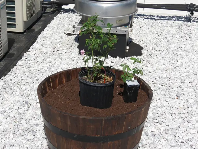 Terrarium Planting Guide: Recommended Species and Detailed Instructions