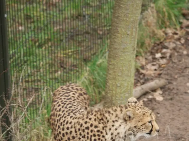 Guidelines for Home Chia Seed Harvest: Insights into Growing and Gathering Your Own Nutritious...