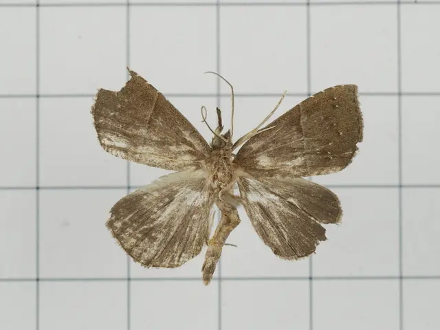 Swarming Invasions: Seoul Faces Summer Onslaught of "Lovebugs" Swarms