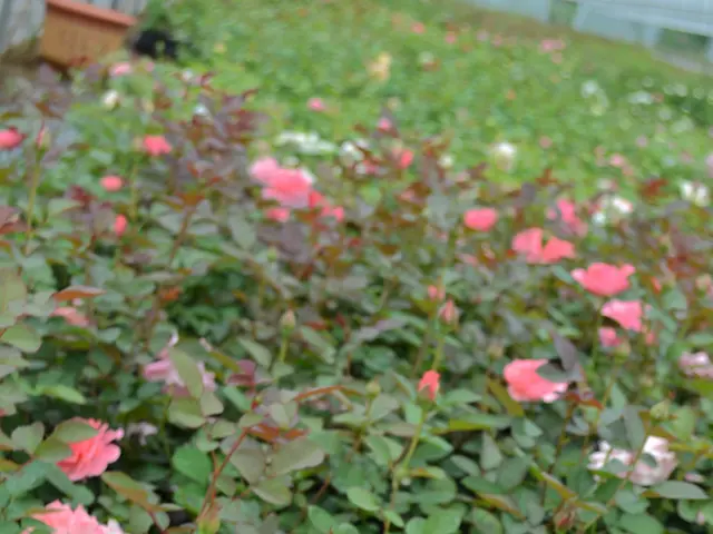 Instructions for Radish Cultivation