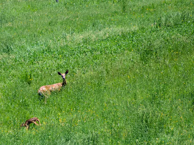 Minimizing Pet Carbon Footprint: Lessening Your Pets' Impact on the Environment