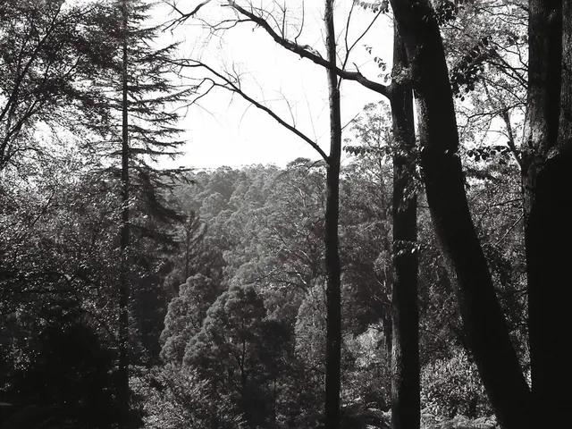 Local Specialists in Tree Pruning and Elimination: The Tree Care Masters of Pleasanton, California