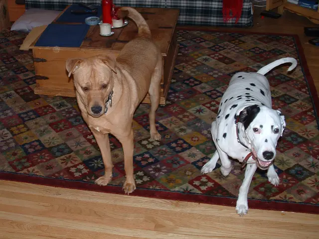 Eliminating Canine Urine Spots: Strategies for Eradicating Stains and Eliminating Odors in Your...