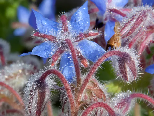African Violets' Preferred Soil: Unique Qualities Explained