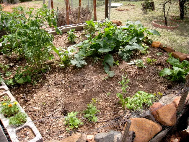 Efficient Seedling Protection and Streamlined Mulching Method