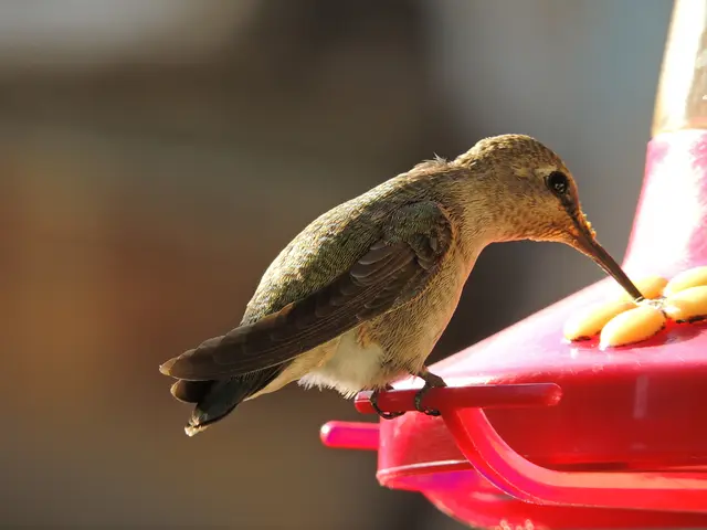 Chickens Can Consume Bird Seed: Vet Confirmation