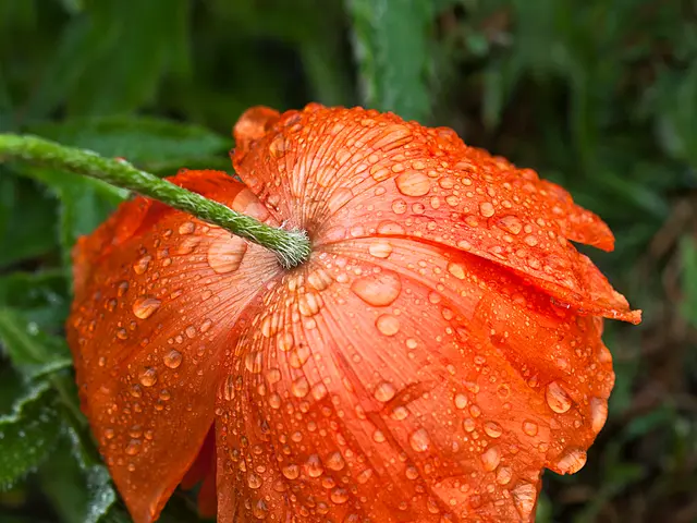 Prevent Dahlias from Withering: Steer Clear of These 7 Typical Dahlia Errors to Enhance Blossoming...