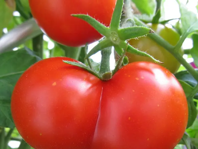 cultivating tomatoes within pots and containers: a guide to tomato cultivation