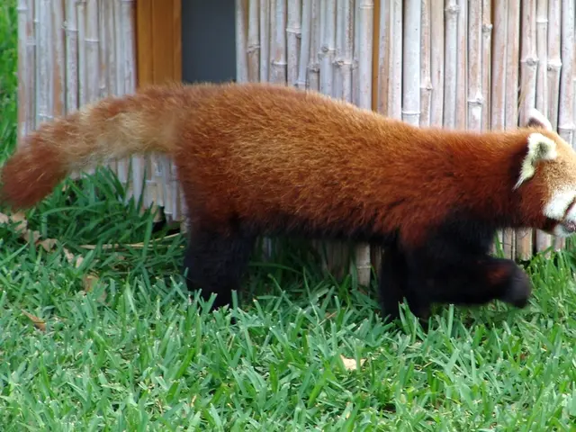 Adorably young panda residing at the Karlsruhe Zoo