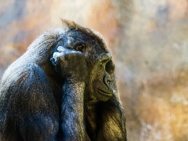 Primates exhibit a novel behavior by inserting grass into their ears and rear ends, demonstrating...