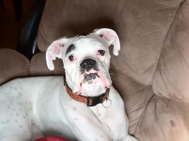 Hydrogen Peroxide, Efficient Substance for Cleaning Dog Urine Stains