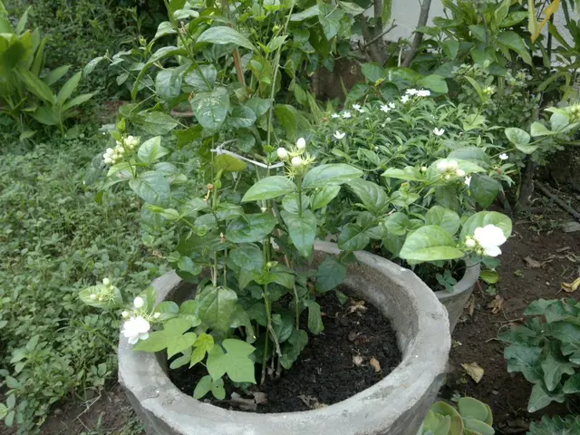 Rainy-Season Care for Flower Pots: Necessary Guide to Maintain Flourishing Plants During Monsoons