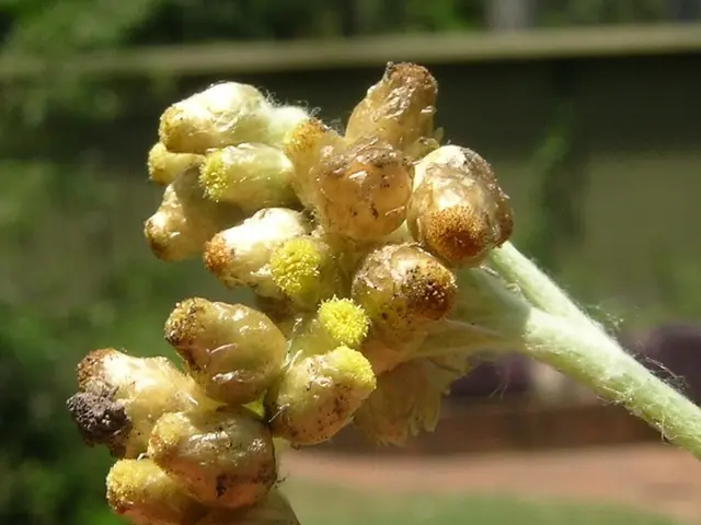 Evergreen Grass-like Plants: A Civilized Substitute for Bamboo, Providing Greenery Throughout the...