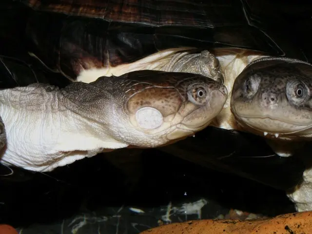 Offspring of white-throated bears displayed at Opel Zoo