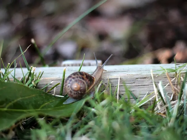 Methods for Organically Removing Snails and Preventing Their Return, Protecting both Flora, Fauna,...