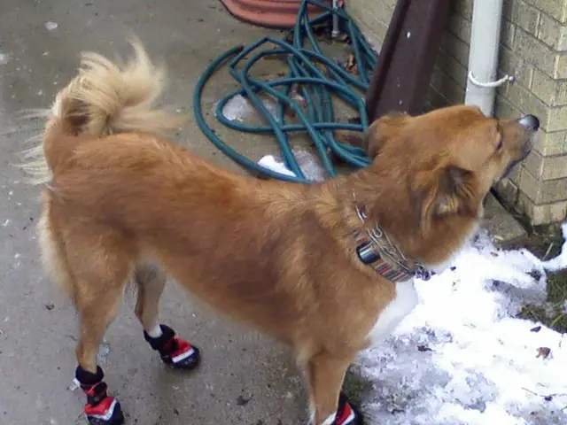 Is a Spacious Canine Cleaning Facility a Surprising Solution You May Have Overlooked?