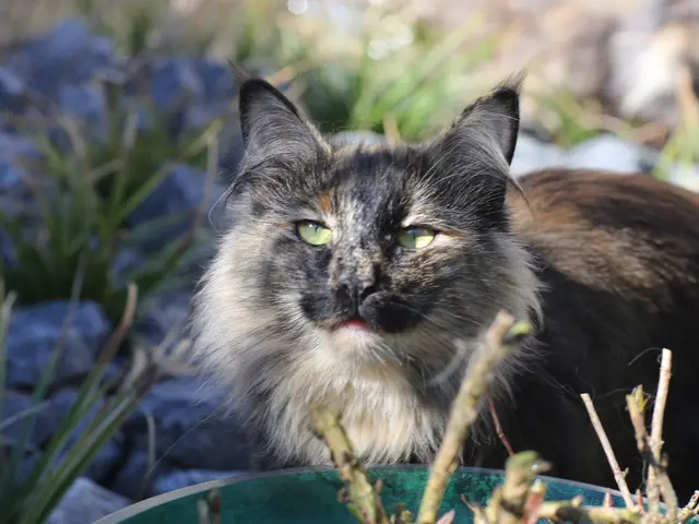 Cats favor concrete slabs: A look at their intriguing attraction.