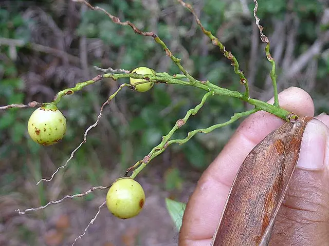 Successfully growing an asparagus fern: my preferred method, which never fails