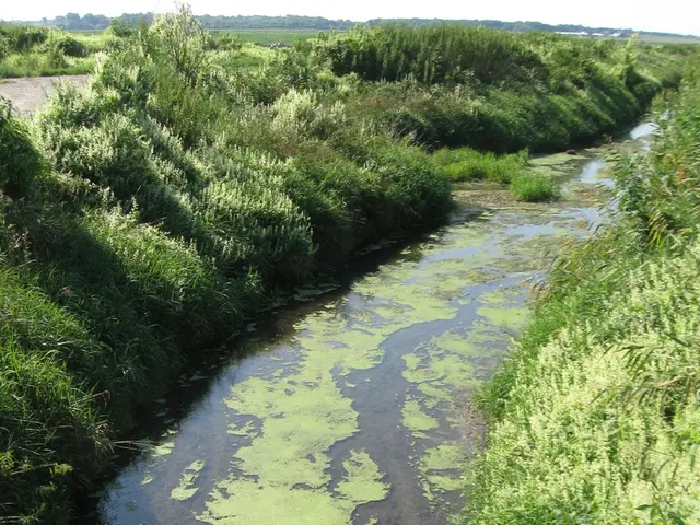 Utilizing Grey Water: A Guide for Home Usage in Water Conservation