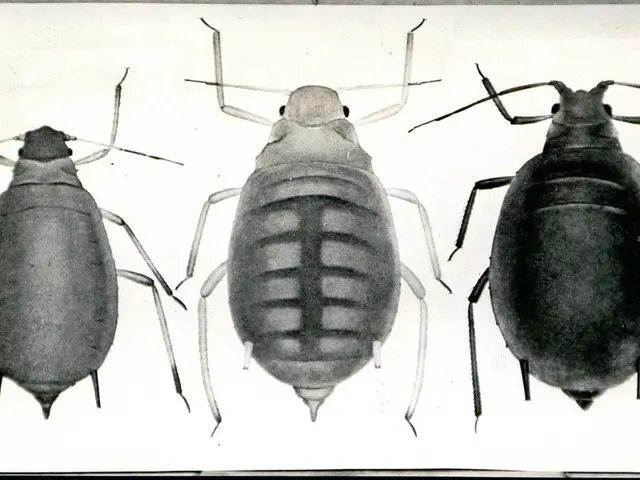 In the unsanitary dwellings of Karlsruhe's southern vicinity, pigeons and cockroaches freely...