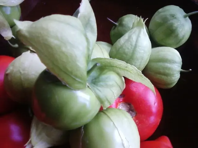 Abundance of Tomatoes and Eggplants in July: Harvest is Plentiful, Causing Plant Stress; Winter's...