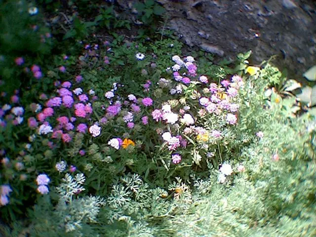 Magical Garden Gems: Top 10 Blossoms to Bring Charm to Your Patch