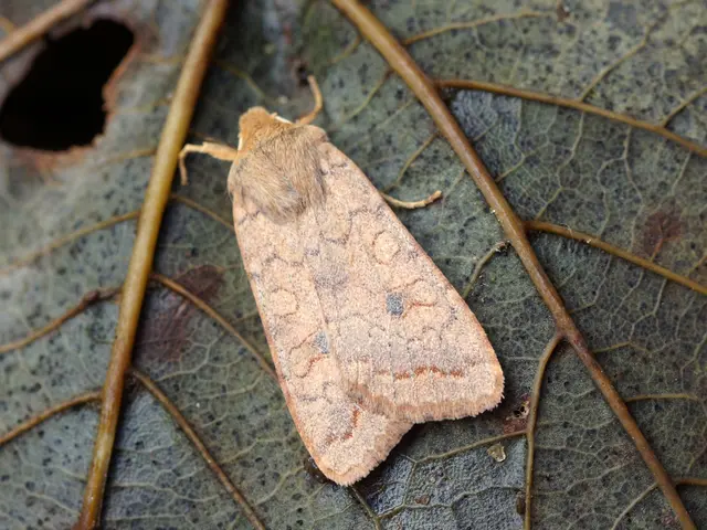 Garden Earwig Management with Neem Oil: A Successful Approach for Pest Control in Gardens