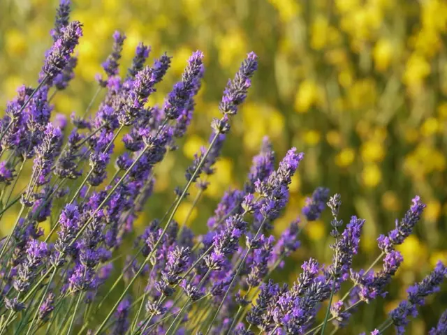 Choosing Between Russian Sage and Lavender: A Matter of Hues and Scents