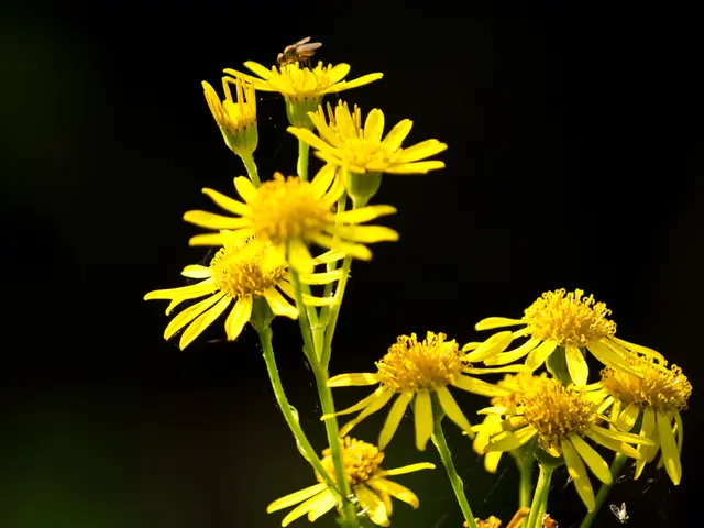 Cultivation Techniques for Colorful, Bee-Sheltering Lantana Blossoms
