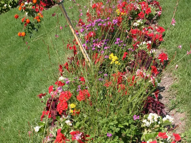 Method for Moving and Splitting Long-Lived Plants