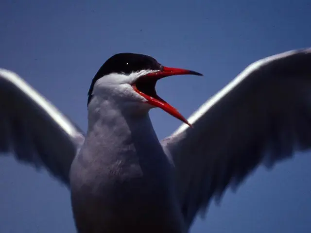 Backyard avian inhabitants you could potentially encounter