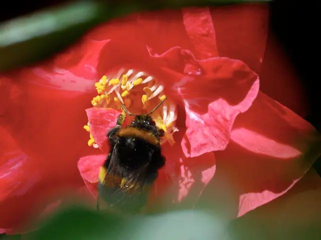 Addressing Orchid Root Rot: Solutions and Preventative Measures for Future Infections