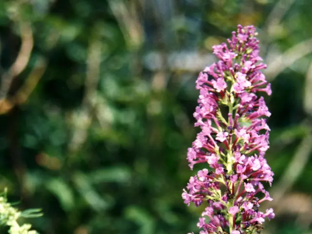 Avoid Pruning These Plants before Autumn: List of 7 Plants That Should Remain Unpruned during...