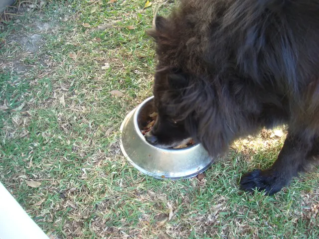 Russia's Conflict Over Kindness: The Global irrationalities in Animal Welfare Regulations and...