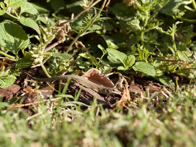 Avoid Attracting Wild Pets in Your Backyard: Let 18 Common Critters Be in Their Natural Habitat