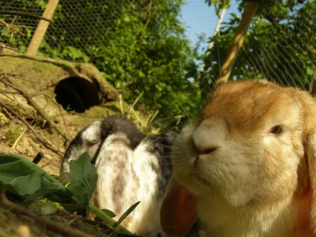 Damaging your garden with ground squirrels? Pest management specialists highly recommend...