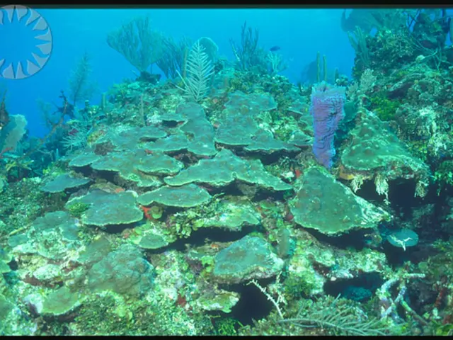 Plants Thrive Under Severe Summer Conditions