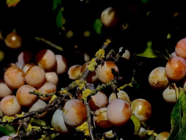 Cultivate your own edible plants in May