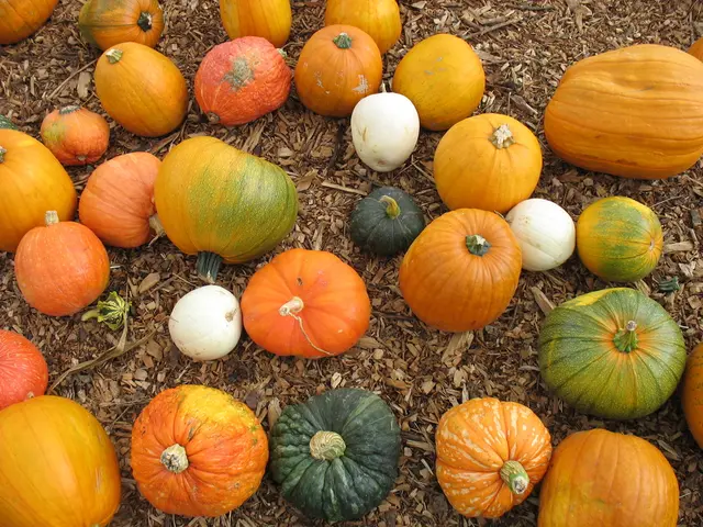 Guide on Raising Zucchinis: A Step-by-Step Manual