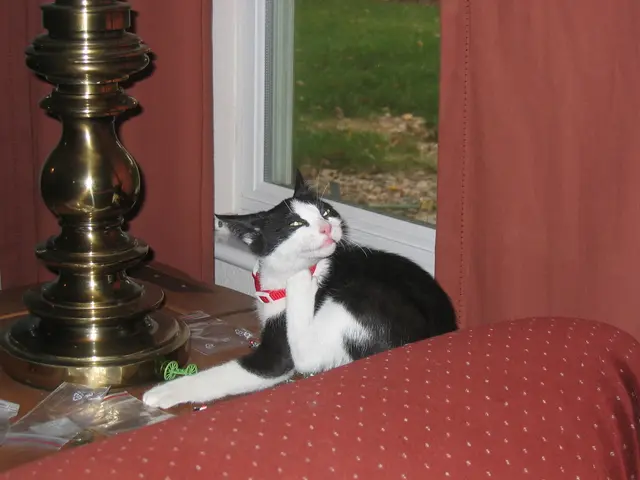 "Perplexion at Thuringian Animal Shelter: The Director Slams the Table in Frustration"