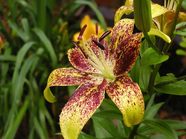 Guide to Effective Tuber Cultivation and Rearing