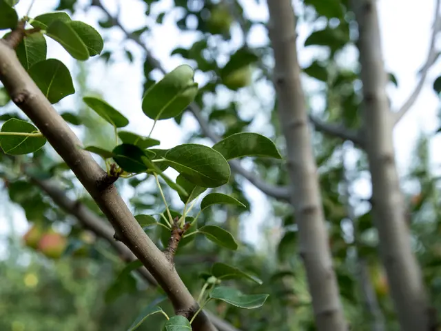 Best Time for Apple Tree Planting in Ohio: A Comprehensive Guide to Maximizing Growth by Season