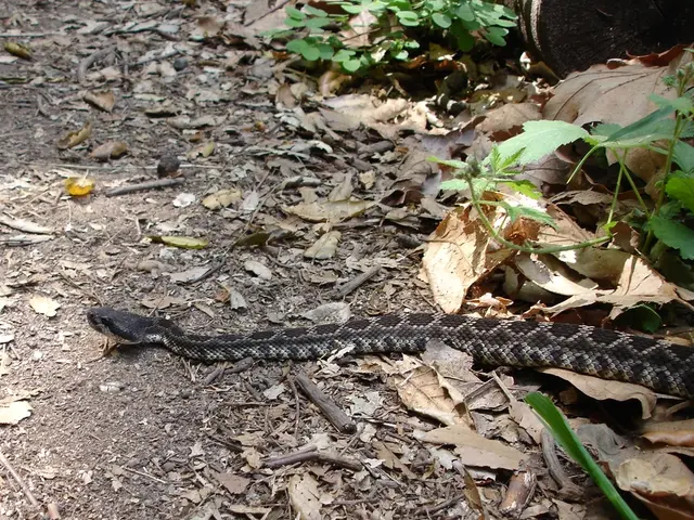 Effortless Interior Greenery: Low-Demand Indoor Flora Ensuring Clean Air and Minimal Upkeep
