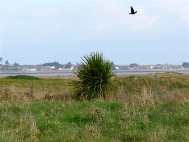 Common household cleaner effectively warding off flies both inside and outside homes this summer.