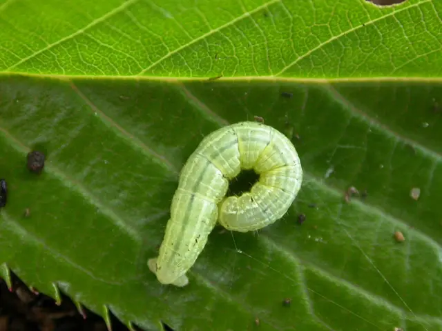 Mastering Garden Pest Management: A Guide to Managing Cutworms