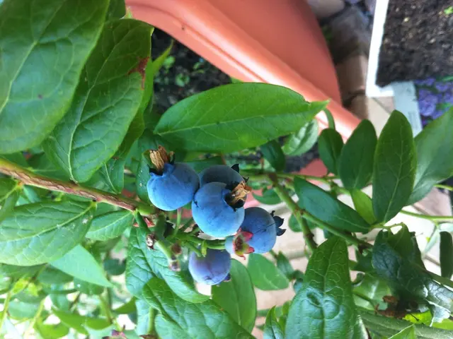 Cultivate Vibrant Blueberries in Your Own Backyard