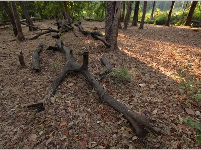 Measuring, Dehydrating, and Preservation Processes